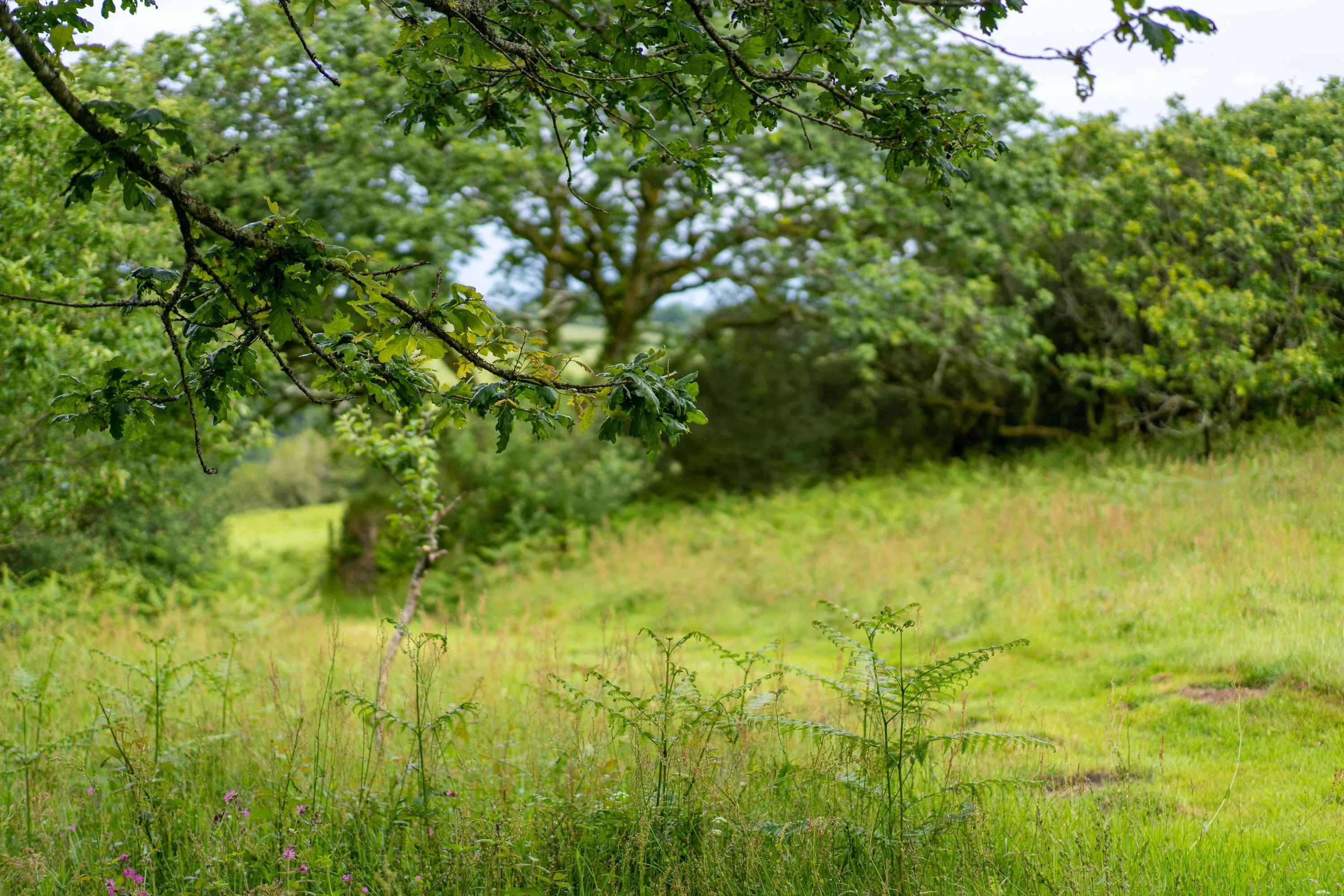 Woodland oaktree