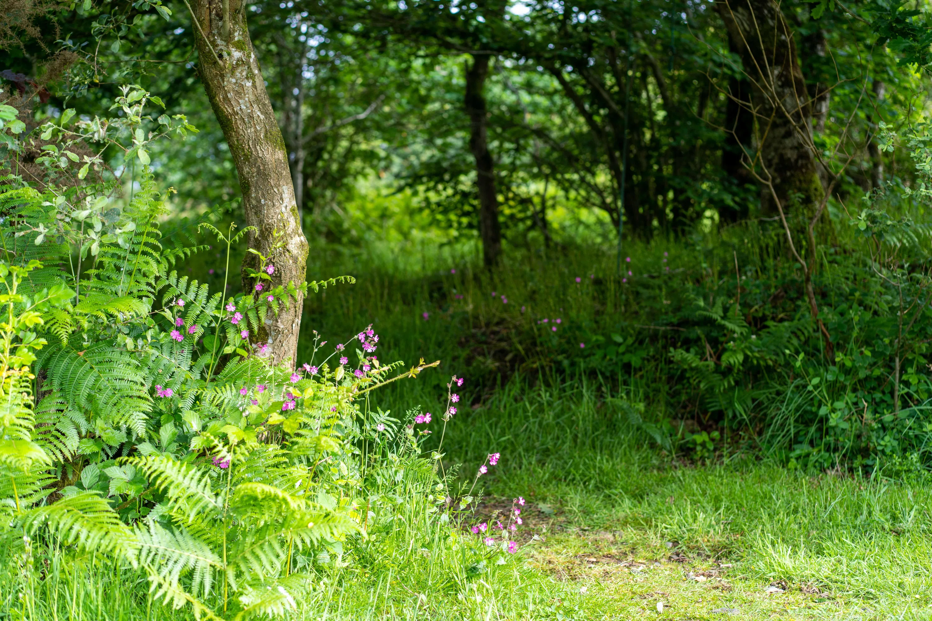 Woodland path