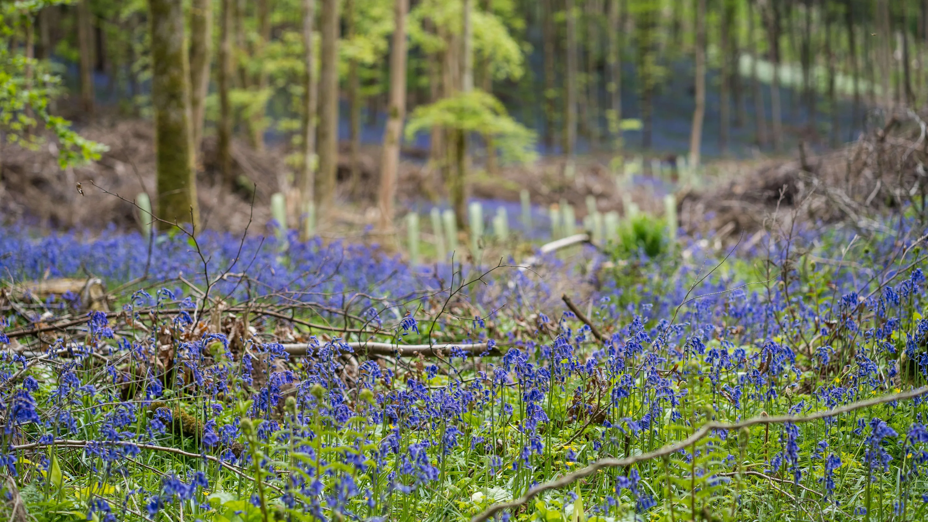 Woodland bluebells