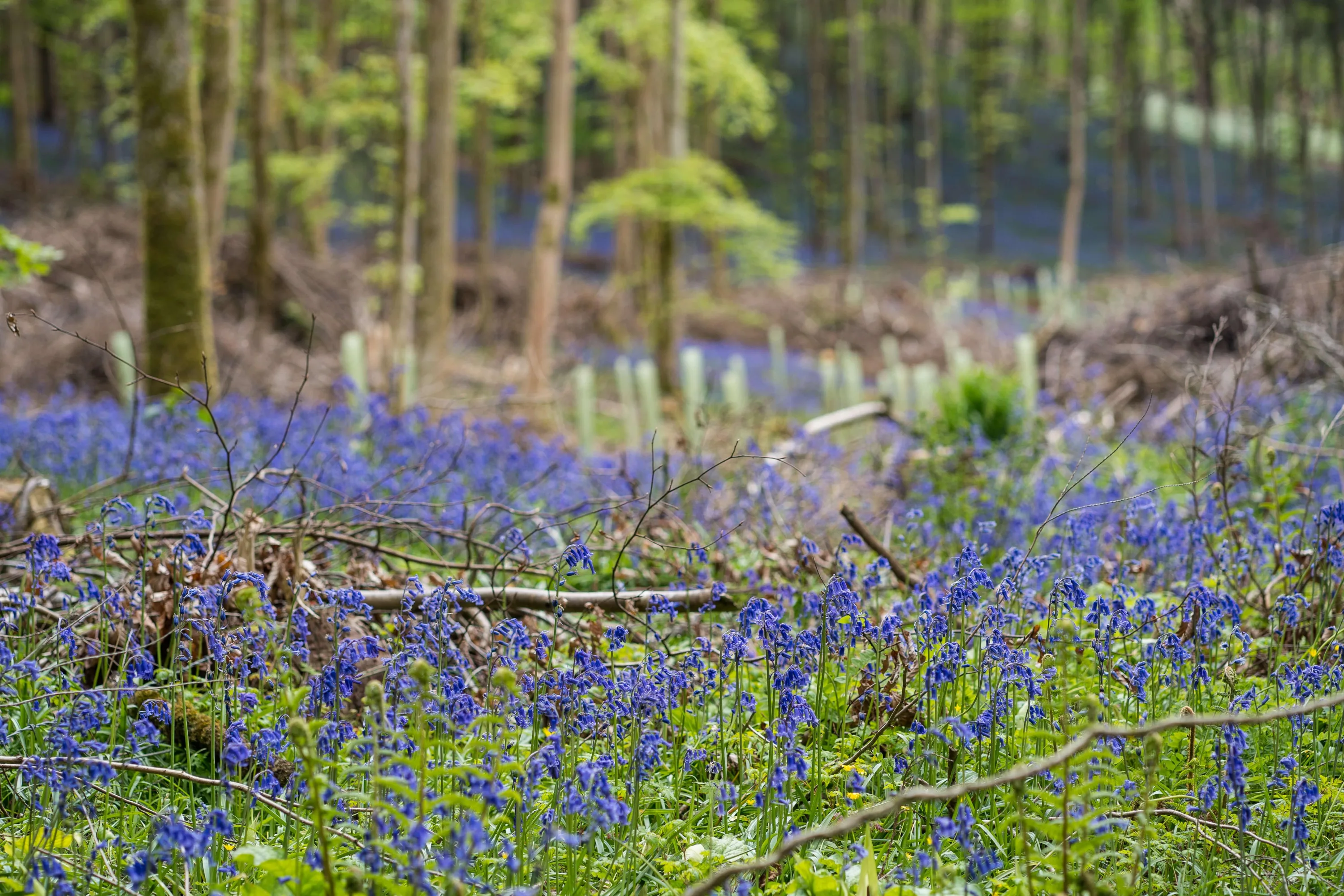 Woodland bluebells